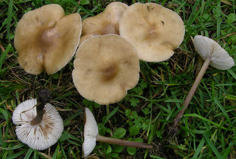 Melanoleuca da determinare.